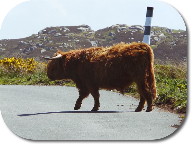 Cyclist's road hazard on Mull, Scotland - a highland 'coo'
