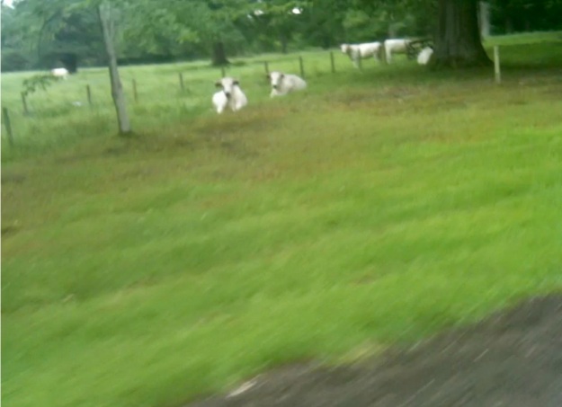 The famous white cattle at Lennoxlove
